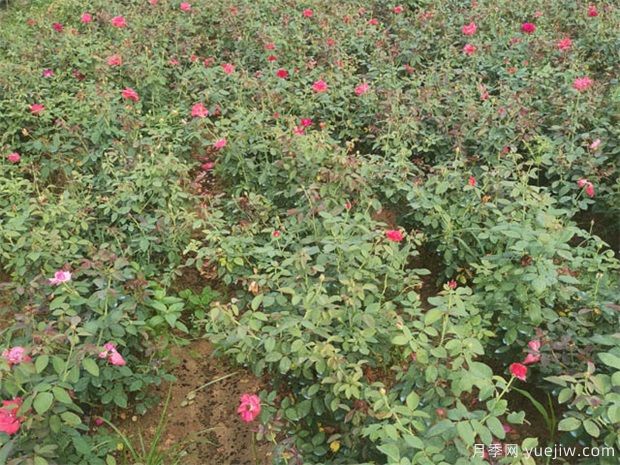 月季紅蜘蛛用什么藥？(圖1)