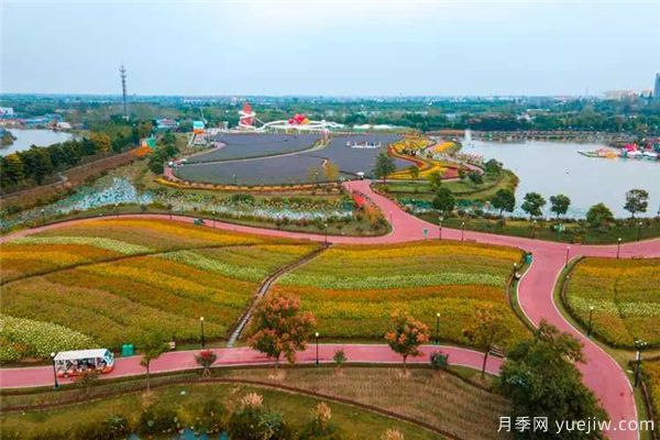 鹽城荷蘭花海，離荷蘭美麗的花卉很近(圖1)