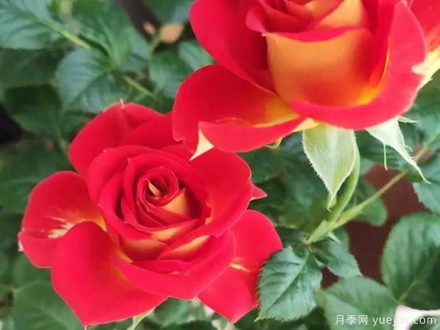 盆栽月季新寵-雙魚座陽臺，美若玫瑰四季都開花(圖1)