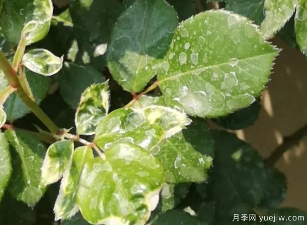 秋天做好4點(diǎn)防止月季藥害，藥害發(fā)生后如何緩解(圖1)