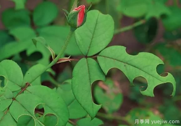 3招驅(qū)趕切葉蜂，再也不會啃月季的葉片(圖1)