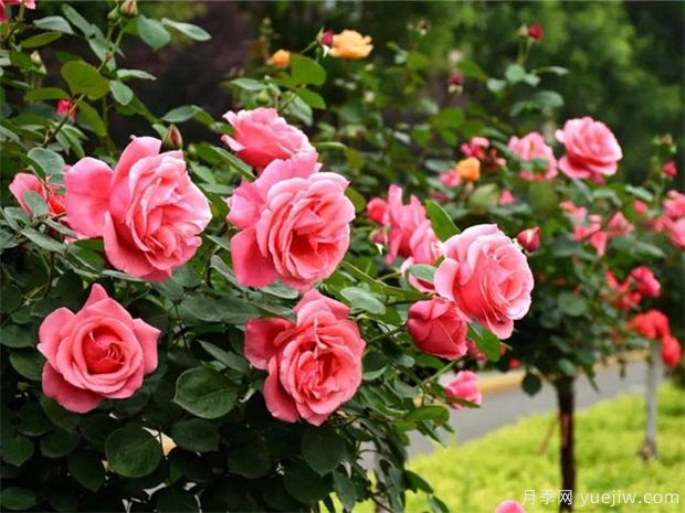 月季新芽沒(méi)有完全長(zhǎng)出就黑了，3個(gè)原因分析和預(yù)防(圖1)
