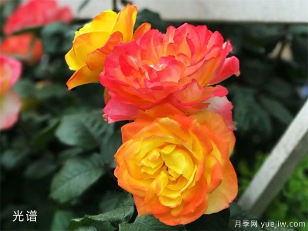 天氣轉涼，盆花入室也有講究(圖1)