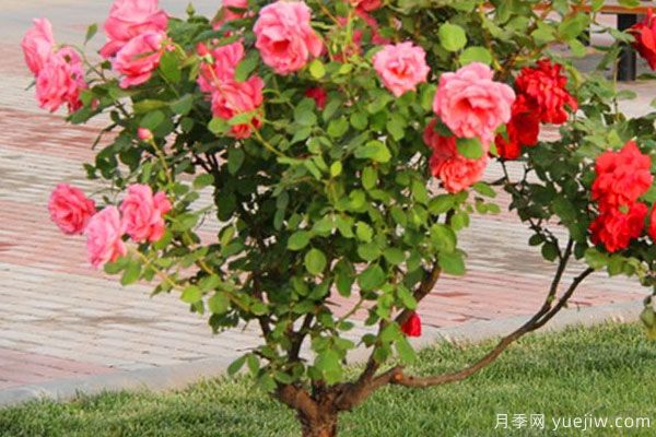 月季樹苗大概多少錢一棵？南陽產(chǎn)地價(jià)格美麗(圖1)