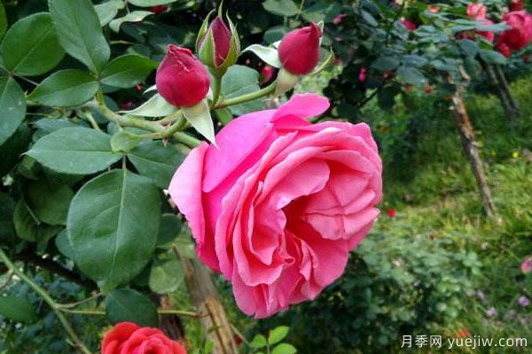 月季樹苗大概多少錢一棵？南陽產(chǎn)地價(jià)格美麗(圖2)