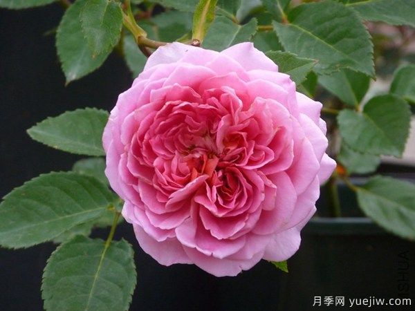 法國(guó)禮服月季是藤本月季嗎？(圖1)