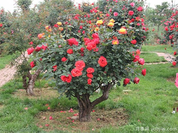 樹型月季花嫁接哪個品種好？(圖1)