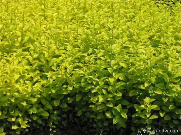 草坪害蟲的特點與防治(圖1)