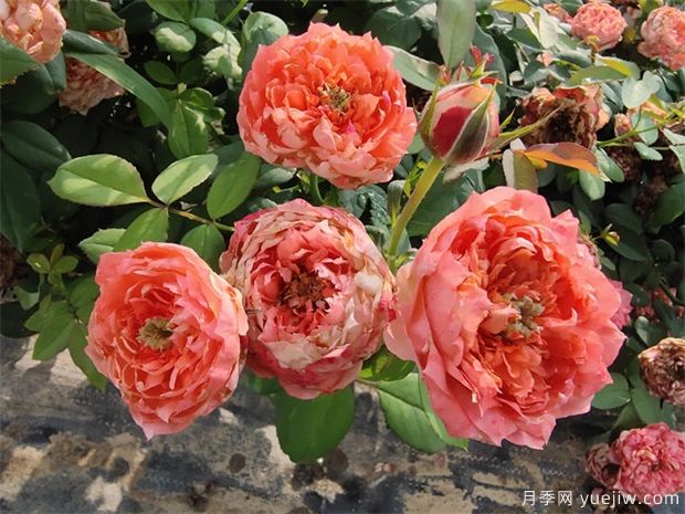 月季網(wǎng)：怎樣栽培月季花？(圖1)