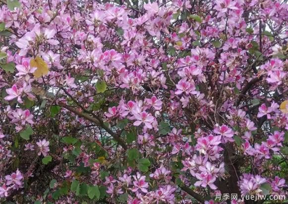 南方城市道路兩邊的觀花主力軍！(圖1)