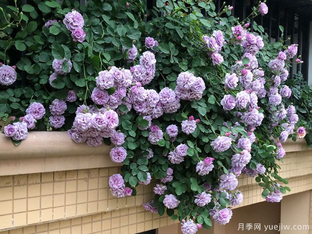 藍(lán)色陰雨?和?藍(lán)色?風(fēng)暴，哪個(gè)月季花更優(yōu)秀？(圖2)