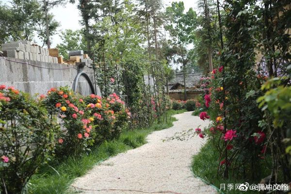 月季與美麗鄉(xiāng)村：保山騰沖老寨子，花在我眼前盛開(圖2)