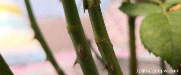 小青桿樹狀月季栽培如何管理？嫁接怎么做？(圖1)