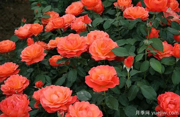 耐寒月季如何栽培管理？樹狀月季批發(fā)基地來告訴你(圖1)