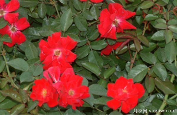 導(dǎo)致樹(shù)狀月季老化的要素有什么？(圖1)