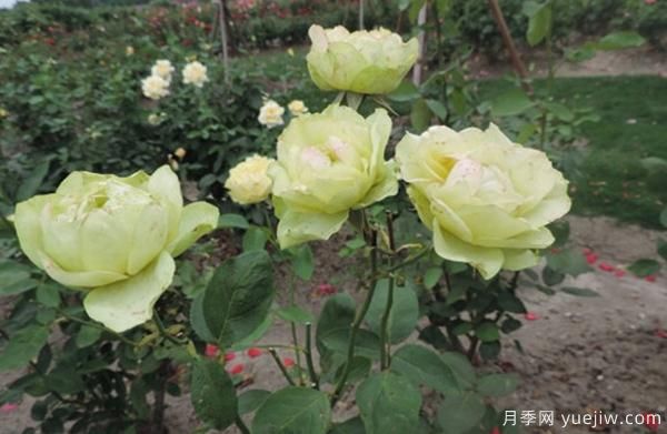 種植4公分樹狀月季可不可以用草木灰？(圖1)