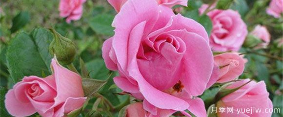 盆栽月季花，在不同時節(jié)，養(yǎng)育有什么注意點？(圖1)
