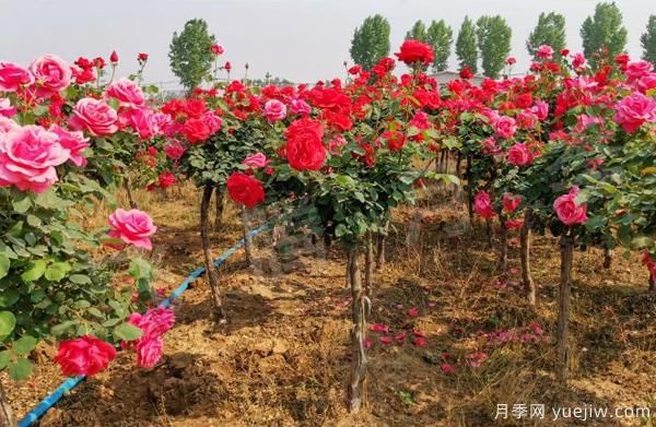 南北地區(qū)栽種樹(shù)狀月季應(yīng)該注意哪些？(圖1)