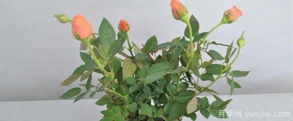 盆栽月季是陽性樹種，應該怎么養(yǎng)育保花呢？(圖1)