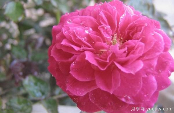 花樣苗木講述，光照對月季花花期有什么影響呢？(圖1)
