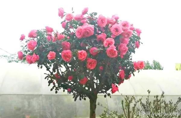 景觀月季花謝之后，如何養(yǎng)護(hù)可以二次花開(kāi)？(圖1)