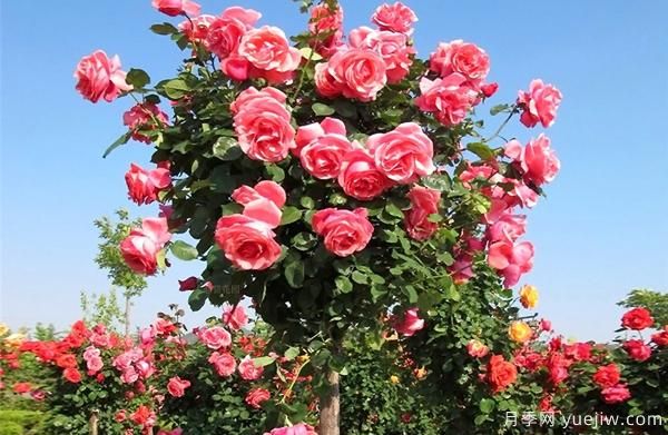 南陽(yáng)樹(shù)狀月季基地：種植月季有哪八大注意點(diǎn)(圖1)