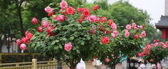月季花五顏六色，什么會(huì)影響樹狀月季花的顏色呢？(圖1)