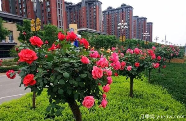 怎樣讓我們的月季， 每個(gè)月都開(kāi)能開(kāi)大花？(圖1)