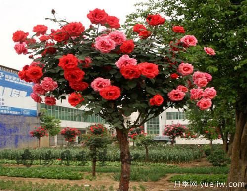 月季花遇到鉆蛀型害蟲(chóng)，該怎么解決呢？(圖1)