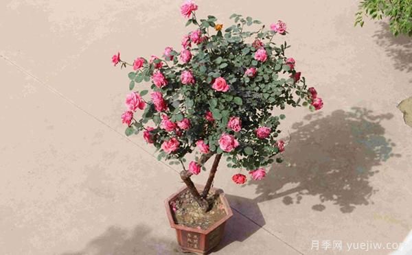 古樁盆栽月季培養(yǎng)，主要的設(shè)施需求？來了解下(圖1)