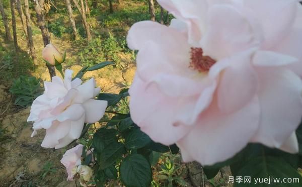 根據(jù)月季病害，綜合治理，一起來多了解下(圖1)