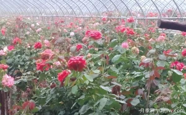 樹狀月季的具體養(yǎng)殖辦法，月季基地來介紹(圖1)