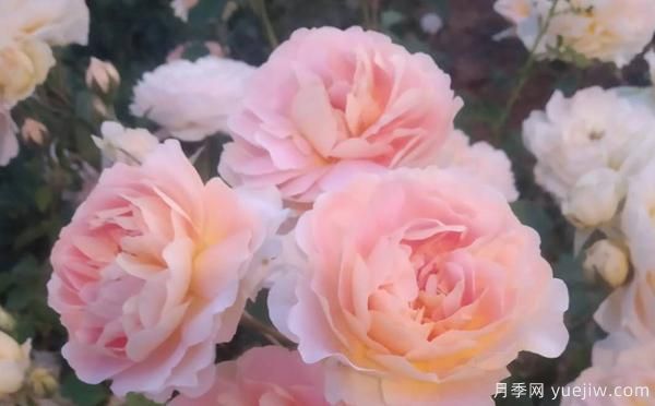 樹(shù)狀月季養(yǎng)殖備受大家受用的方法！(圖1)