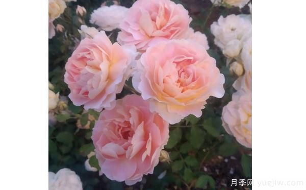 樹狀月季花矮小，這樣做讓它成長(圖1)