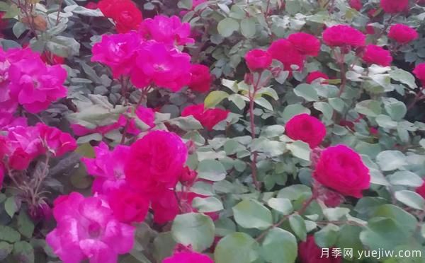 景區(qū)樹狀月季樹的品種，具備的特點(圖1)