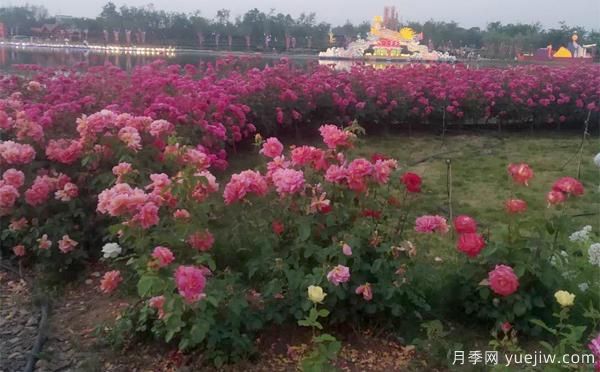 如何防止樹(shù)狀月季會(huì)變形呢？南陽(yáng)月季小編分享(圖1)