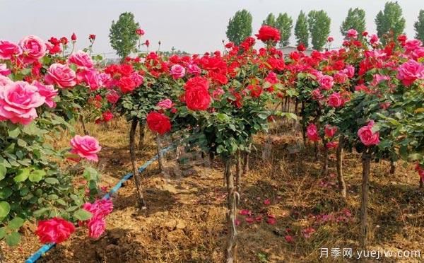 樹狀月季的養(yǎng)護(hù)、修剪以及光照養(yǎng)護(hù)小知識！(圖1)