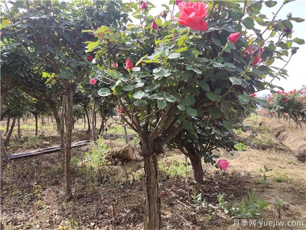 樹狀月季花在春夏秋冬四個季節(jié)，修剪的辦法是什么(圖1)