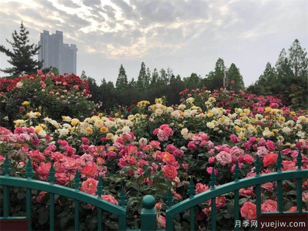 商丘養(yǎng)樹(shù)狀月季露天較好，上肥方式是怎樣的呢？(圖1)