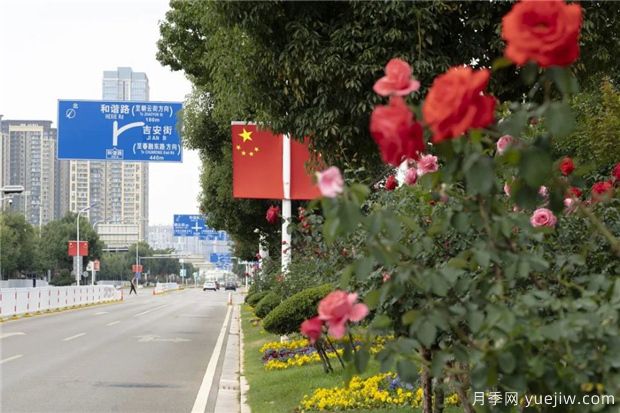 昆明上千株月季俏立呈貢街頭，與您共赴COP15盛會！(圖1)
