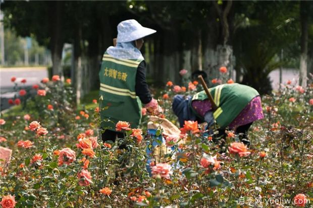 昆明上千株月季俏立呈貢街頭，與您共赴COP15盛會！(圖2)