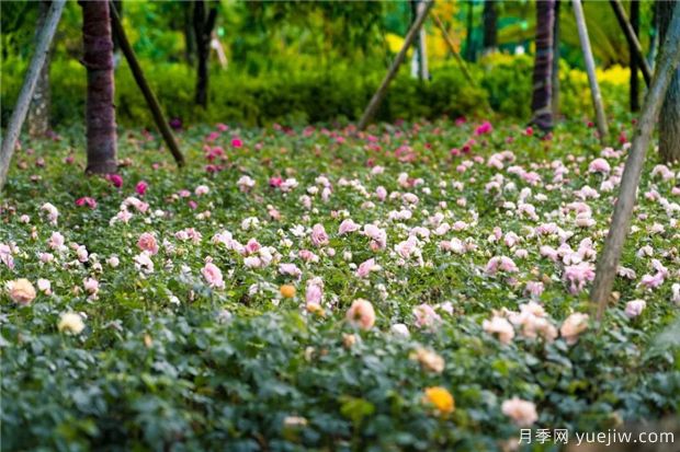 昆明上千株月季俏立呈貢街頭，與您共赴COP15盛會！(圖4)