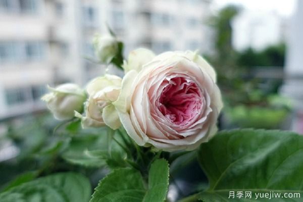 推薦6種月季非常好養(yǎng)，抗病能力超強(qiáng)(圖4)