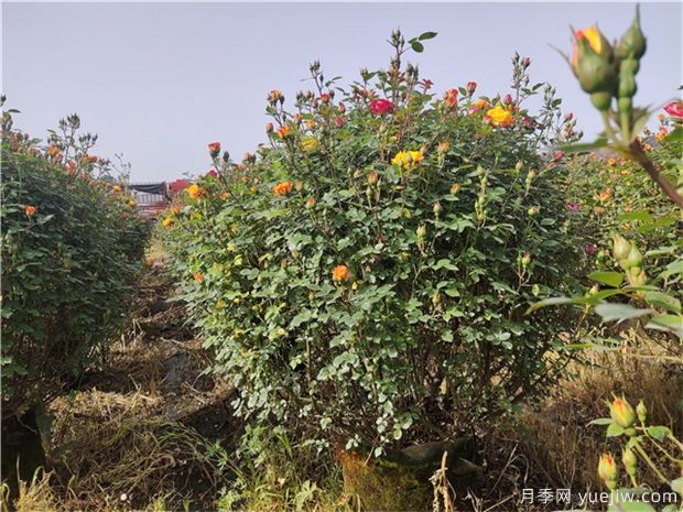 常用的5個(gè)苗木造型方法(圖1)
