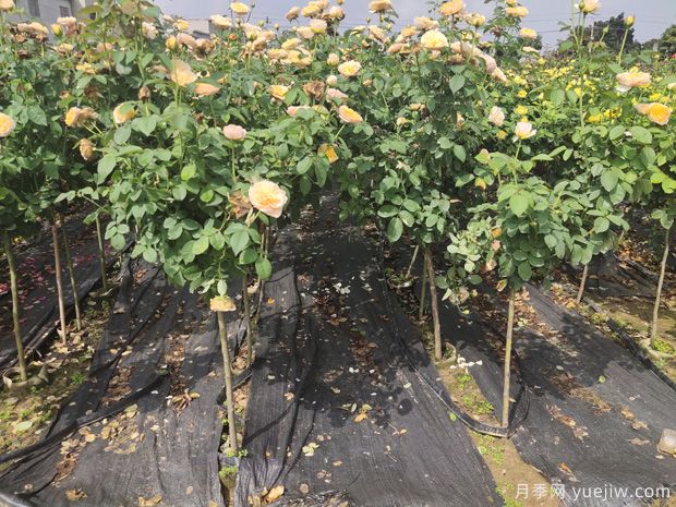 綠化苗木種植的設計思路(圖1)