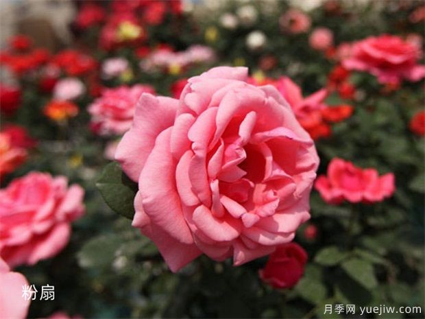 推薦10大經(jīng)典月季花品種，好養(yǎng)好看，花友廣愛(圖7)
