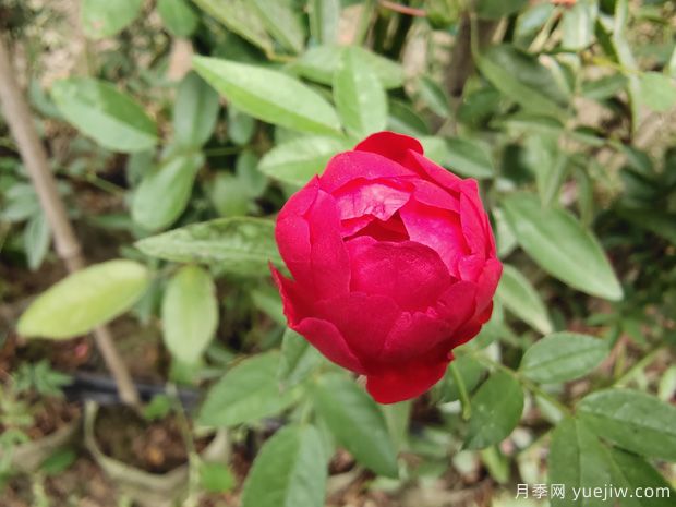 玫瑰？月季？薔薇？如何分清楚？情人節(jié)送的是什么？(圖3)