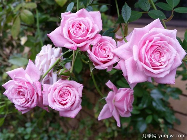 月季花可以泡水喝嗎？月季花的功效與作用(圖1)