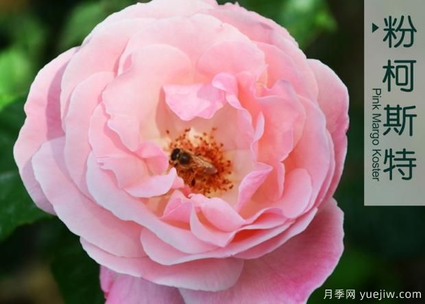 月季花牙簽苗怎么養(yǎng)？(圖1)