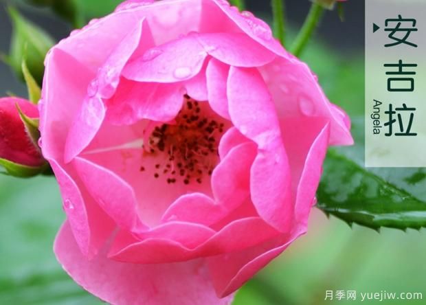 怎樣打造月季花造型花柱？(圖1)